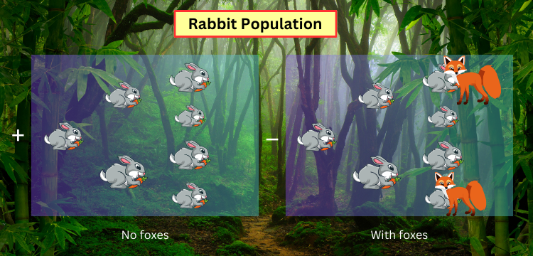 Population of rabbits